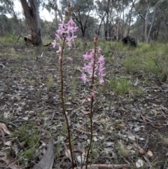 Dipodium roseum at Cook, ACT - suppressed