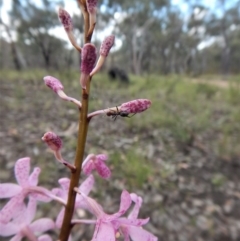 Dipodium roseum at Cook, ACT - 21 Dec 2017