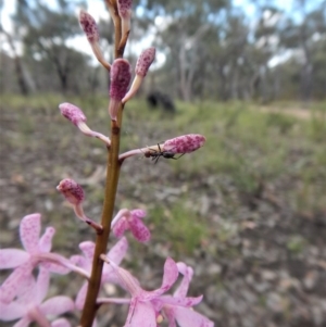 Dipodium roseum at Cook, ACT - 21 Dec 2017