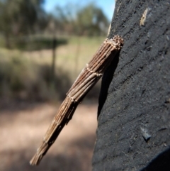 Lepidoscia arctiella (Tower Case Moth) at Belconnen, ACT - 22 Dec 2017 by CathB