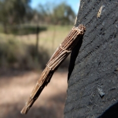 Lepidoscia arctiella (Tower Case Moth) at Aranda Bushland - 21 Dec 2017 by CathB