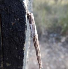 Lepidoscia arctiella at Belconnen, ACT - 22 Dec 2017 10:18 AM