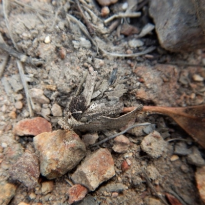 Hyalarcta huebneri (Leafy Case Moth) at Mount Painter - 21 Dec 2017 by CathB