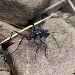 Acanthinevania sp. (genus) (Hatchet wasp) at Cotter River, ACT - 21 Dec 2017 by JudithRoach
