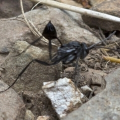 Acanthinevania sp. (genus) at Cotter River, ACT - 21 Dec 2017