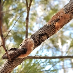 Septobasidium sp. at Belconnen, ACT - 22 Dec 2017