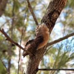 Psychidae (family) IMMATURE (Unidentified case moth or bagworm) at Aranda Bushland - 21 Dec 2017 by CathB