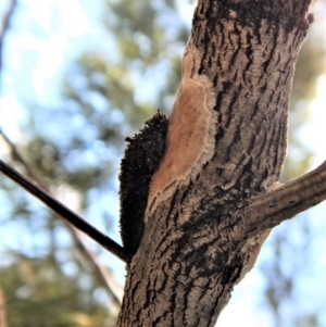 Psychidae (family) IMMATURE at Belconnen, ACT - 22 Dec 2017