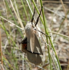 Gastrophora henricaria (Fallen-bark Looper, Beautiful Leaf Moth) at Belconnen, ACT - 21 Dec 2017 by CathB