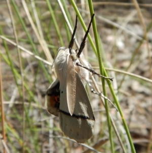 Gastrophora henricaria at Belconnen, ACT - 22 Dec 2017 10:41 AM