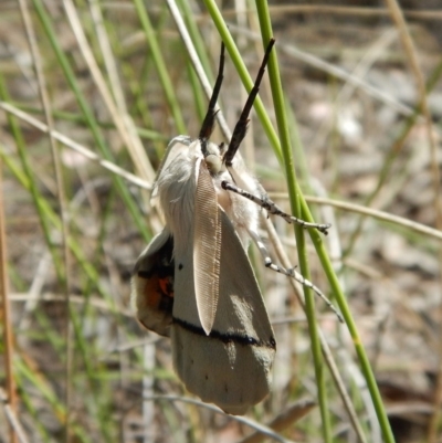 Gastrophora henricaria (Fallen-bark Looper, Beautiful Leaf Moth) at Aranda Bushland - 21 Dec 2017 by CathB