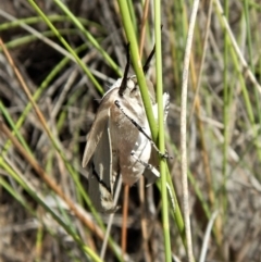 Gastrophora henricaria at Belconnen, ACT - 22 Dec 2017 10:41 AM