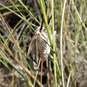 Gastrophora henricaria at Belconnen, ACT - 22 Dec 2017