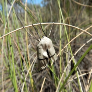 Gastrophora henricaria at Belconnen, ACT - 22 Dec 2017 10:41 AM