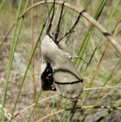 Gastrophora henricaria at Belconnen, ACT - 22 Dec 2017 10:41 AM