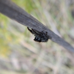 Salticidae (family) (Unidentified Jumping spider) at Belconnen, ACT - 21 Dec 2017 by CathB