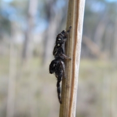 Salticidae (family) at Belconnen, ACT - 22 Dec 2017