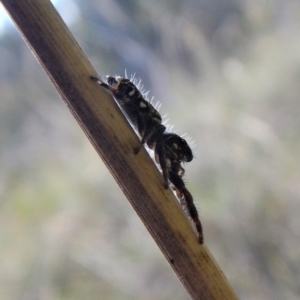 Salticidae (family) at Belconnen, ACT - 22 Dec 2017 10:31 AM