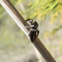 Salticidae (family) at Belconnen, ACT - 22 Dec 2017 10:31 AM