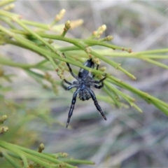 Salticidae (family) at Belconnen, ACT - 22 Dec 2017 10:31 AM