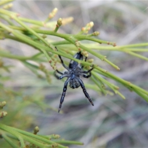 Salticidae (family) at Belconnen, ACT - 22 Dec 2017