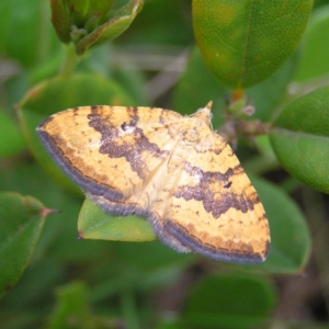 Chrysolarentia correlata at Booth, ACT - 31 Dec 2017