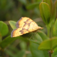 Chrysolarentia correlata at Booth, ACT - 31 Dec 2017 08:12 AM