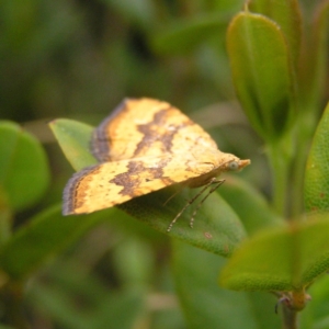 Chrysolarentia correlata at Booth, ACT - 31 Dec 2017 08:12 AM