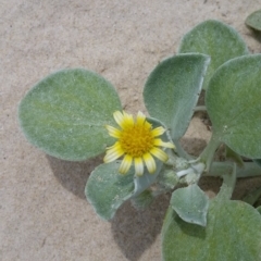 Arctotheca populifolia (Beach Daisy) at Ben Boyd National Park - 1 Dec 2017 by DeanAnsell