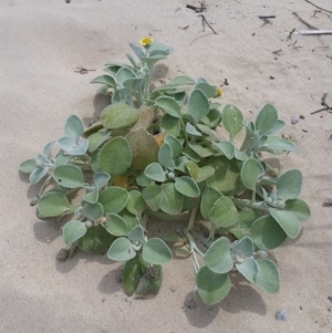 Arctotheca populifolia at Pambula Beach, NSW - 1 Dec 2017