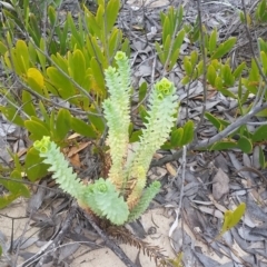 Euphorbia paralias (Sea Spurge ) at Pambula - 7 Dec 2017 by DeanAnsell