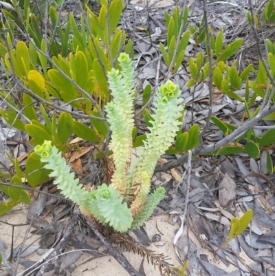 Euphorbia paralias (Sea Spurge ) at Pambula, NSW - 7 Dec 2017 by DeanAnsell