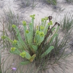 Euphorbia paralias (Sea Spurge ) at Pambula Beach, NSW - 7 Dec 2017 by DeanAnsell