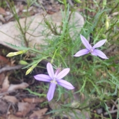 Isotoma axillaris (Australian Harebell, Showy Isotome) at Nullica State Forest - 2 Dec 2017 by DeanAnsell