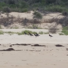 Haematopus longirostris (Australian Pied Oystercatcher) at Pambula - 1 Jan 2018 by DeanAnsell