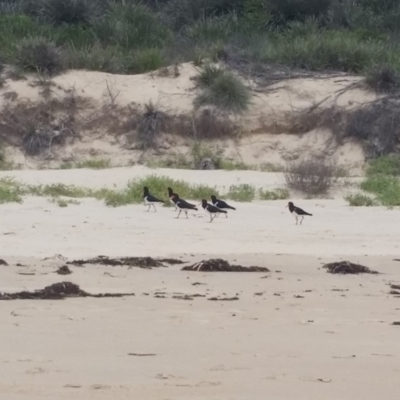 Haematopus longirostris (Australian Pied Oystercatcher) at Merimbula, NSW - 1 Jan 2018 by DeanAnsell