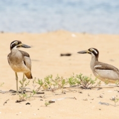 Esacus magnirostris (Beach Stone-curlew) at Mogareeka, NSW - 2 Jan 2018 by Leo