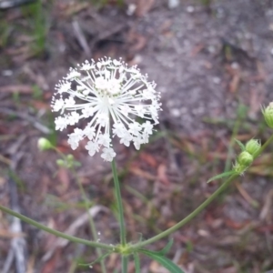 Trachymene composita var. composita at Pambula Beach, NSW - 2 Jan 2018 07:18 AM