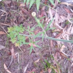 Trachymene composita var. composita at Pambula Beach, NSW - 2 Jan 2018 07:18 AM