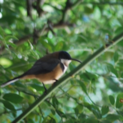 Acanthorhynchus tenuirostris (Eastern Spinebill) at Wamboin, NSW - 4 Apr 2011 by natureguy