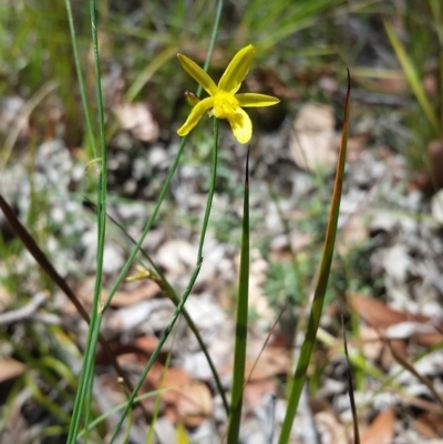 Tricoryne elatior (Yellow Rush Lily) at Bournda National Park - 2 Jan 2018 by DeanAnsell