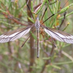 Tipulidae sp. (family) (Unidentified Crane Fly) at Booth, ACT - 31 Dec 2017 by MatthewFrawley