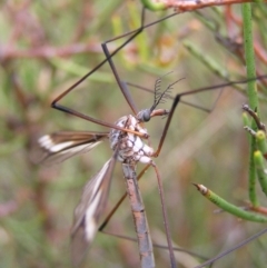 Tipulidae sp. (family) at Booth, ACT - 31 Dec 2017