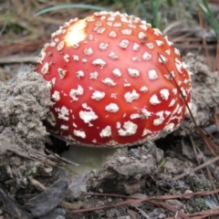 Amanita muscaria (Fly Agaric) at Wamboin, NSW - 27 Mar 2012 by natureguy