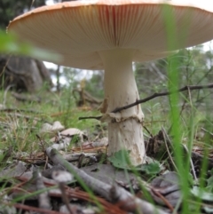 Amanita muscaria at Wamboin, NSW - 27 Mar 2012