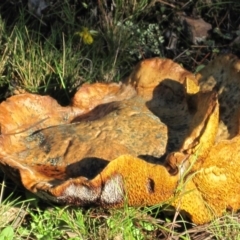 zz bolete at QPRC LGA - 17 Mar 2012 by natureguy