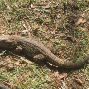 Pogona barbata at Greenway, ACT - 2 Jan 2018