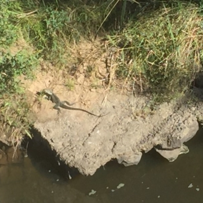 Intellagama lesueurii howittii (Gippsland Water Dragon) at Greenway, ACT - 2 Jan 2018 by Deanoe