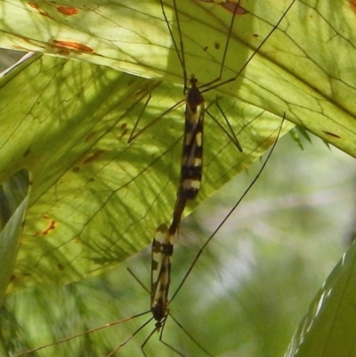 Tipulidae sp. (family) (Unidentified Crane Fly) at ANBG - 31 Dec 2017 by CathB