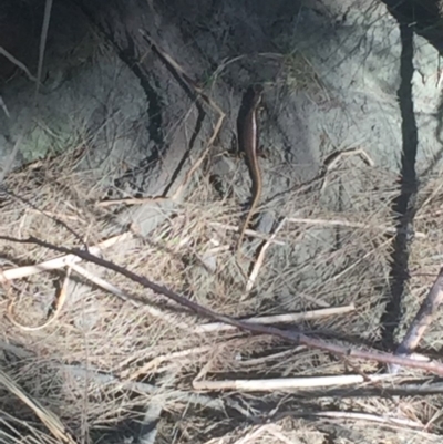 Eulamprus heatwolei (Yellow-bellied Water Skink) at Greenway, ACT - 2 Jan 2018 by Deanoe